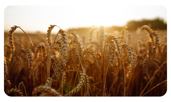 A field of barley ready to be harvested
