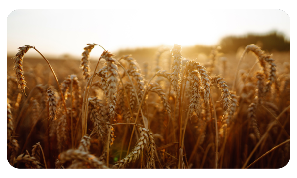 A field of barley ready to be harvested