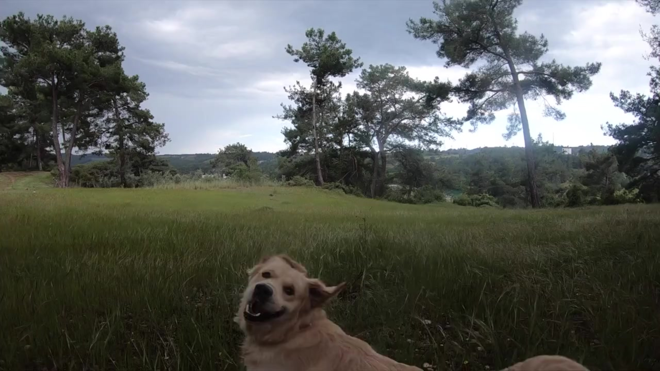 Happy dog running in a field